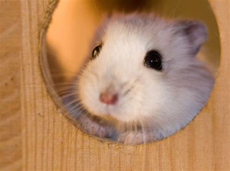 Dwarf Russian Hamsters Breeding And Pregnancy Data