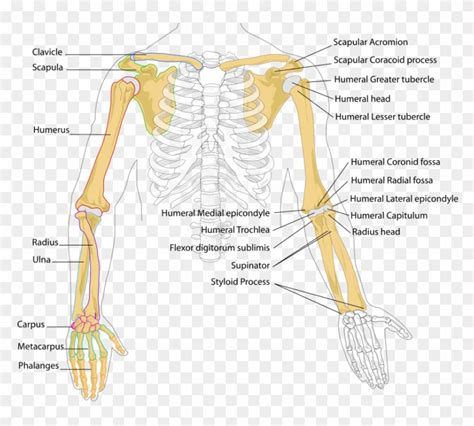 Human Anatomy Arm Bones Part