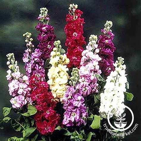 How To Grow And Care For Stock Flowers Matthiola Incana
