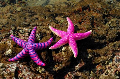Interesting Facts About Pretty Starfish World Inside Pictures