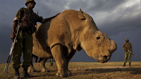 Sudan The Last Male Northern White Rhino Who Died Today Aged 45 Rpics