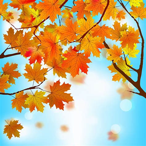 Autumn Branches Wallpapers Wallpaper Cave
