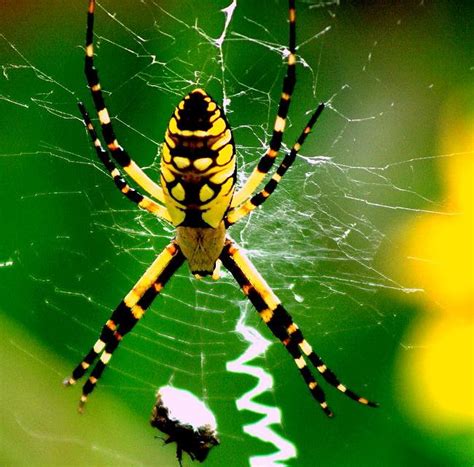 What do you call someone who identifies as both male and female? 6 things you need to know about black and yellow garden spider