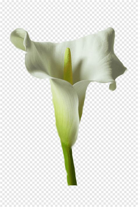 Arum lily Flower Drawing เฟรมทวลป ใจงาย อนดบขาเขยด Arum png