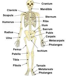 Labeled Human Skeleton Human Skeleton Label Human Body Diagram