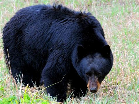 Black Bears In Nose Hill Park Calgary Natural Press