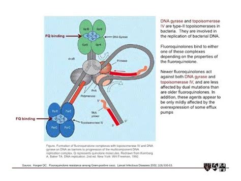 Food and drug administration (fda) for treating tb. Treatment of MDR/XDR-TB: Patient selection and regimen ...