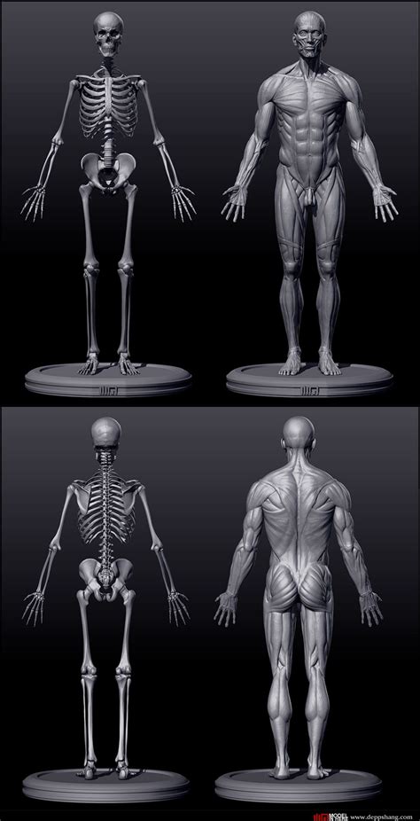 Skeletal And Musculature Render Of An Adult Male Front And Back