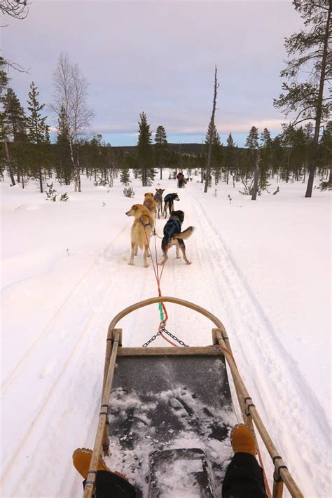 Dog Sledding In Snow In Lapland Finland Stock Photo Image Of Cold