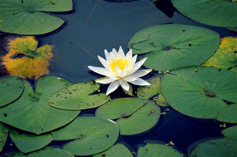 Lilypad Plant Leaves Lily Pads Plants