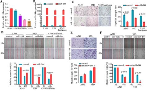 mir 144 suppresses cell migration in vitro a mir 144 expression is download scientific