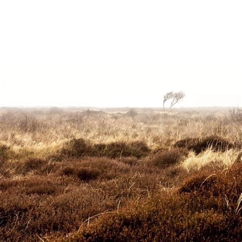 Autumn Bare Lifeless Tree In The Morning Mist Texel Island