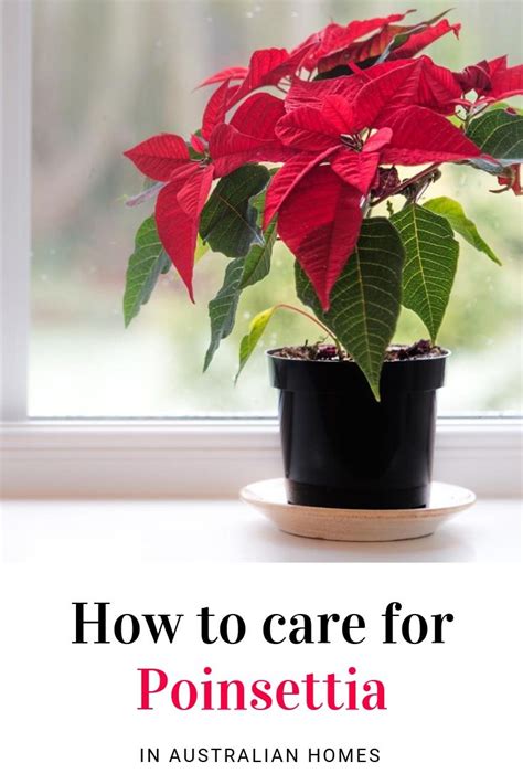 Poinsettia Plant Guide How To Grow And Care For Them Poinsettia