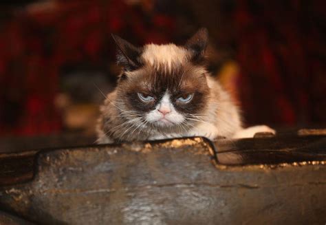 Grumpy Cat Whose Frowny Face Sparked Smiles And Memes