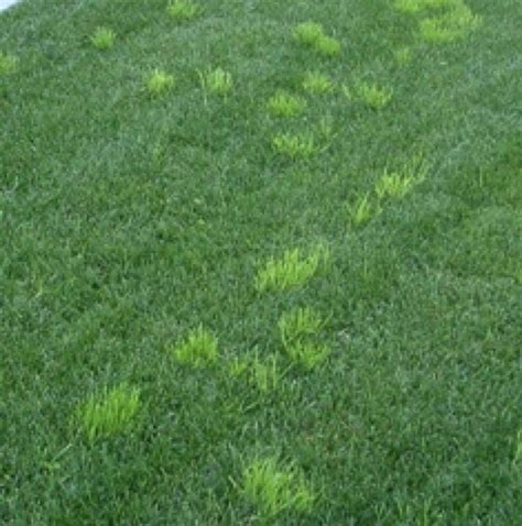 Poa Annua Weed Control 18 Recommended Treatment Options Artofit