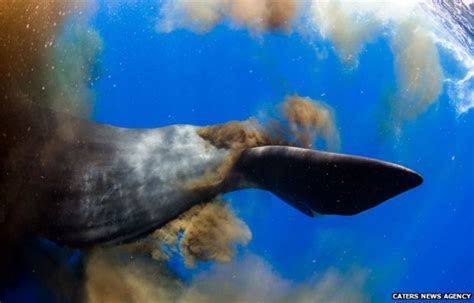 Divers Caught In Sperm Whales Giant Underwater Poo Cloud Bbc News