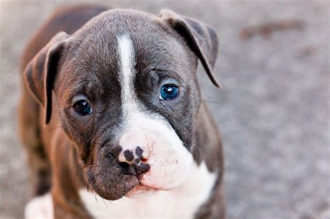 Pit Bull Puppy Wallpapers Wallpaper Cave