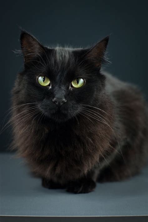 Black Cat With Green Eyes Resting On Smooth Surface · Free Stock Photo