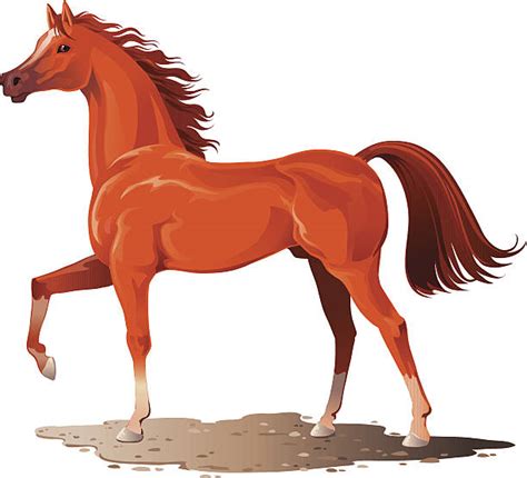 Arabian Horse Clip Art Vector Images And Illustrations Istock