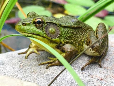 Guide American Bullfrogs Surprising Facts