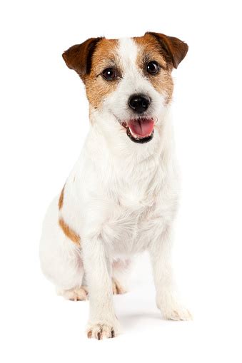Jack Russell Terrier Pictures Images And Stock Photos Istock