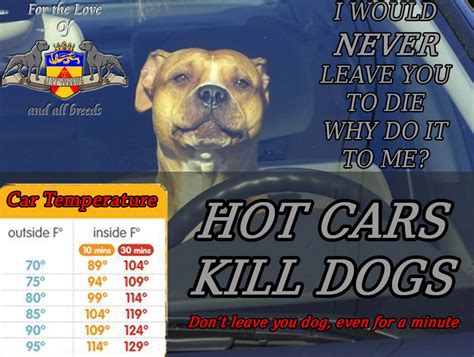 Dont Leave Dogs In Hot Cars Not Even For A Short While Hot Cars