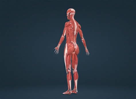 Premium Photo Female Human Muscular System Anatomy