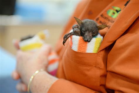 28 Little Red Flying Fox Pups Treated For Hypothermia Australian