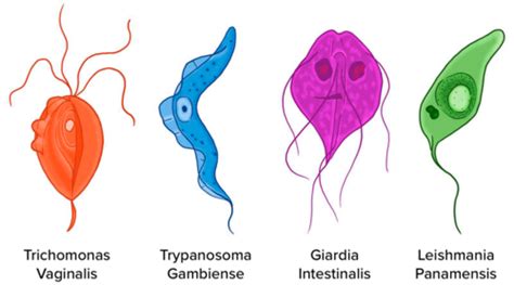 What Are The Symptoms Of Protozoa Unveiling Common Signs And Effects