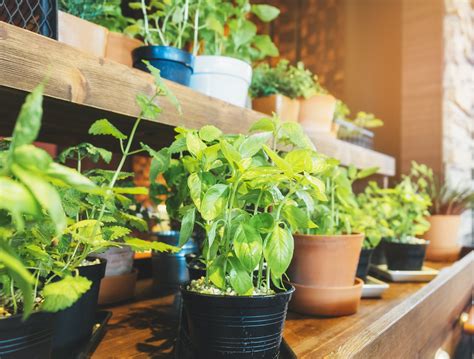 A Beginners Guide To Indoor Gardening 6 Tips You Should Know