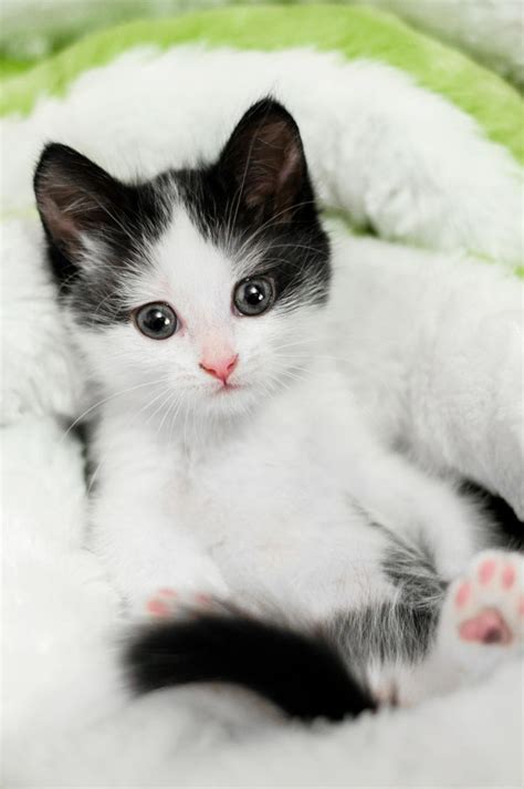 883 Best Chats Chatons Cats Kittens Images On Pinterest