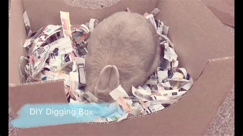 Diy Bunny Digging Box Netherland Dwarf Rabbit Youtube