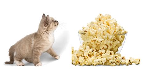 Can Cats Eat Popcorn All You Need To Know