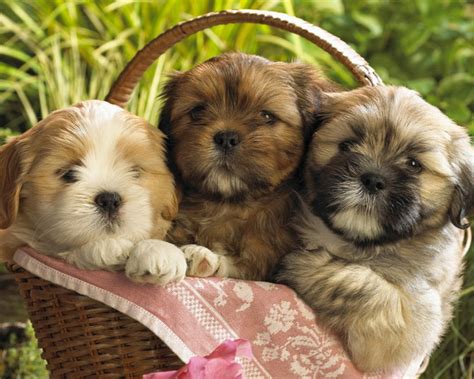 Cute Pictures Of Puppies Amo Images Amo Images