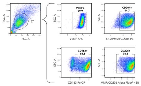 M2 Macrophage Flow Cytometry Panel Randd Systems