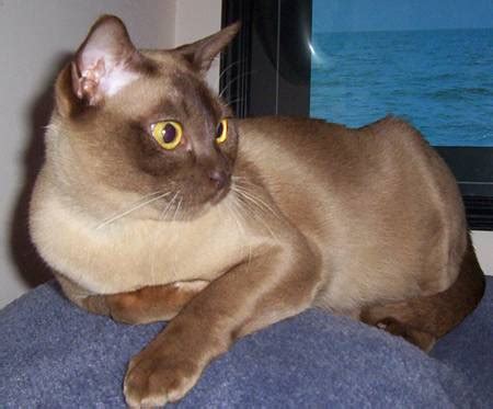 The original burmese cat was sable, a solid, dark brown color. Burmese Cat History, Personality, Appearance, Health and ...