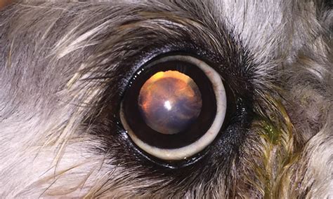 What Does Cataracts Look Like In Dogs