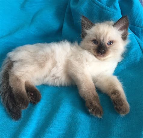 Ragdoll Cats For Sale Palmdale Ca 275960 Petzlover