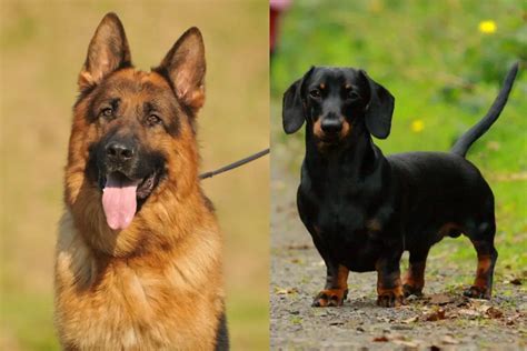 German Shepherd Dachshund Mix Pictures Guide Info And Care