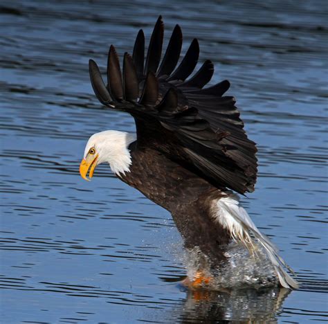The eagles are an american rock band formed in los angeles in 1971. Four bald eagles show up at lake CdA, so far | The ...