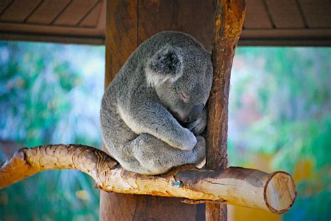 30 Adorable Photos Of Koalas Sleeping On Trees Best Photography Art