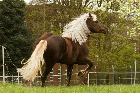 Prettiest Horse Breeds Pets4homes Unusual Horse Horses Horse Breeds