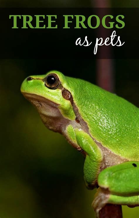 The Beginners Guide to Keeping Tree Frogs as Pets - PBS ...