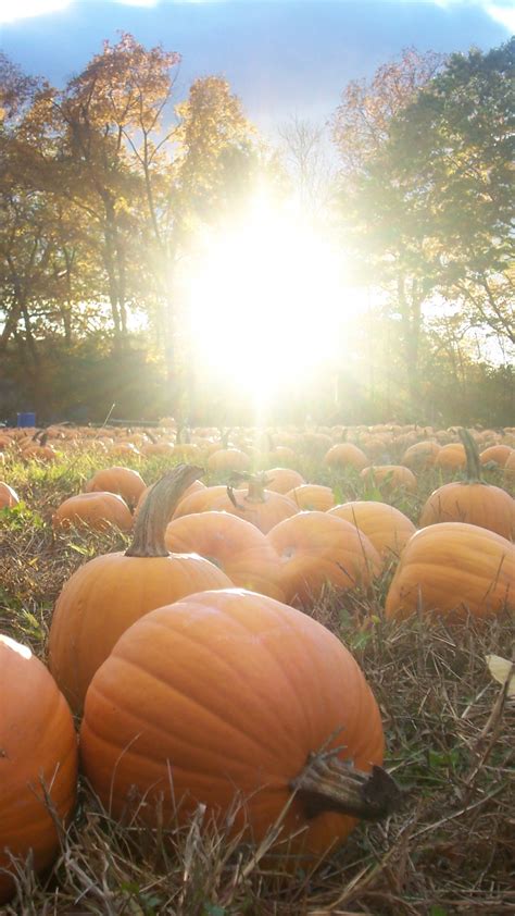 Free Download Fall Scenery With Pumpkins The Pumpkin Patch Is Ripe So