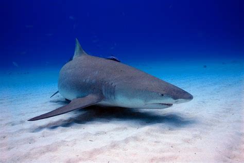 5 Shark Species Of The Great Barrier Reef Aquaviews
