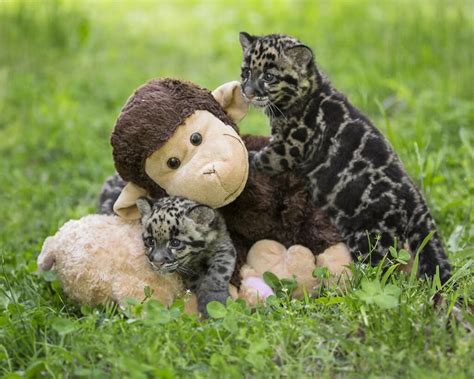 Zooborns Zooborns On Twitter Little Clouded Leopards Big Enough To
