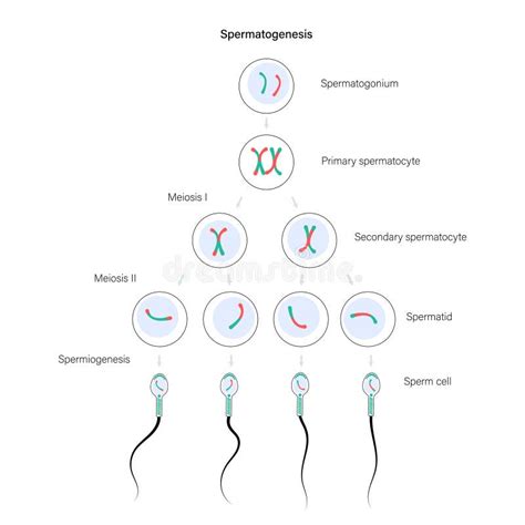 Scheme Of Spermatogenesis Stock Illustration Illustration Of