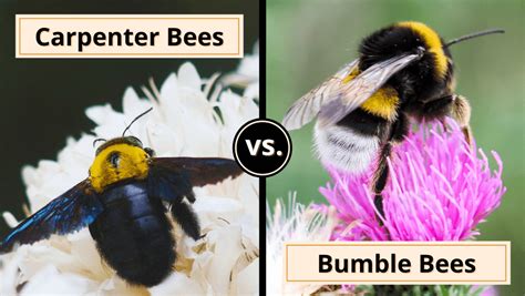 Carpenter Bee Vs Bumble Bee Whats The Difference