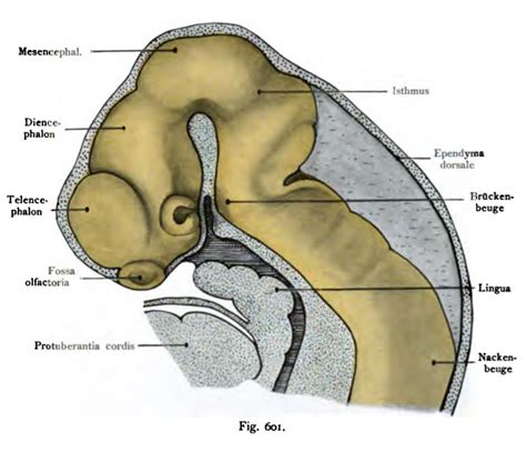 Filekollmann601 Embryology