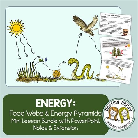 Food Chains Food Webs And Energy Pyramids Powerpoint Notes And Activity